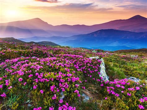 Nature Landscape Beautiful Mountain Flowers And Purple Colored Rocks Green Grass Sun Rays