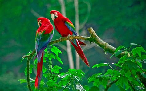 Macaw Parrot Bird Tropical Hd Desktop Wallpaper Widescreen High