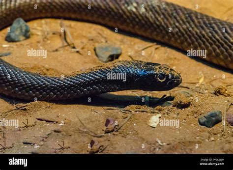 Inland Taipan Or Fierce Snake Queensland Australia Stock Photo Alamy