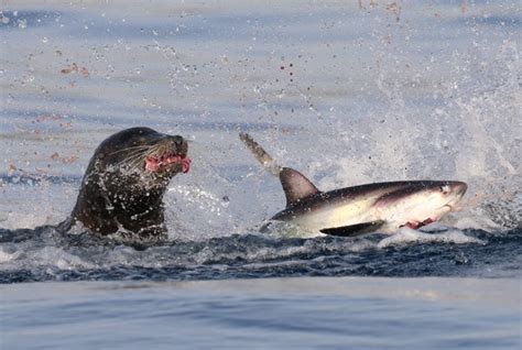 Intense Battle Between Predators Sharks Fall Prey To Sea Lions Video