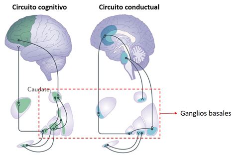 El temblor esencial es una enfermedad neurológica que se manifiesta con trastornos del movimiento, el paciente experimenta temblores que no puede controlar. Enfermedad de Parkinson más allá del temblor | CDINC