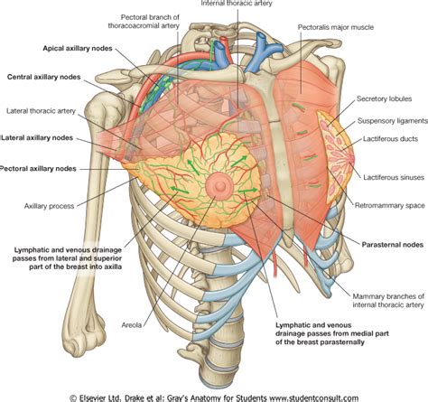 Therefore this review is not an exhaustive anatomical description but a focused summary and discussion. Anatomy of the Breast | Health Life Media