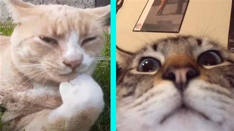 Best Dank Cat Memes Compilation Of 2020 Part 02 From Tiktok Youtube