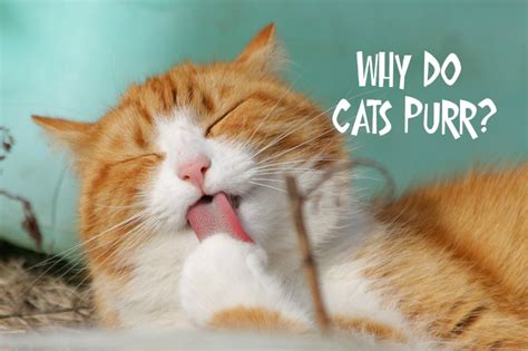 Funfactfriday Why Do Cats Purr Mom Does Reviews