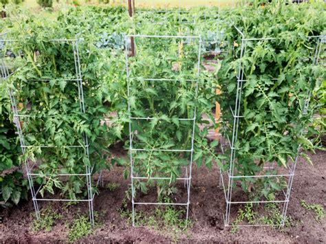 Trellis Tomatoes The Best Ways To Support Your Plants Hoss Tools