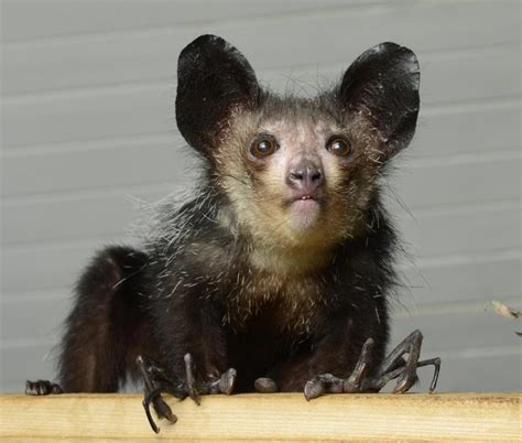 What Is Aye Aye Strangest Animal In The World Knowinsiders