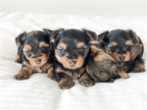 He comes with papers, shots, and health guarantees. Yorkshire Terrier Puppies For Sale | Staten Island, NY #316377