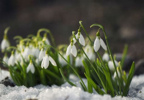 8 Winter Flowers To Brighten Your Snowy Garden Bob Vila