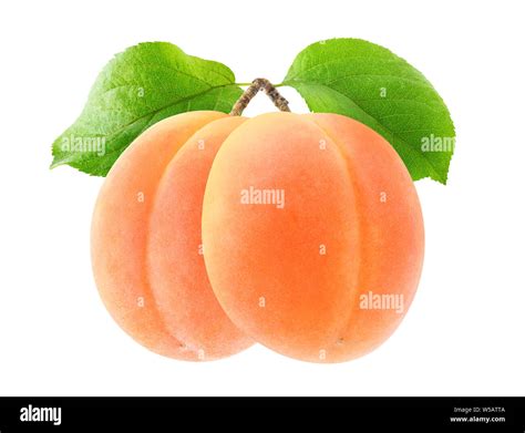 Isolated Apricots On A Branch Two Whole Apricot Fruits With Leaves