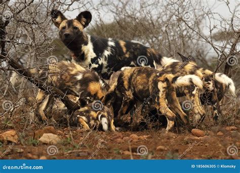 Pack Of Puppies Of African Wild Dogs Lycaon Pictus With Their Mother