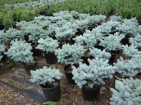 Baker Lake Nursery Products Grafted Specialties