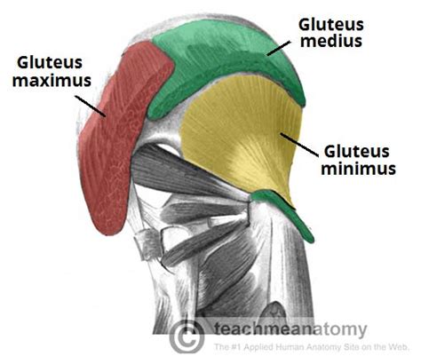 Diagrams.net (formerly draw.io) is free online diagram software. Muscles of the Gluteal Region - Superficial - Deep - TeachMeAnatomy