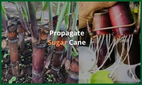 How To Grow Sugar Cane At Home