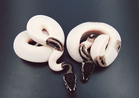 Axanthic Piebald Ball Pythons Pet Snake Cute Reptiles Snake