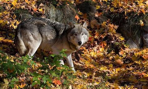 Grey Wolf In The Forest Forest Nature Wolf Autumn Animals Wolves