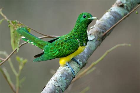The African Emerald Cuckoo Native To South Africa ~ Must See How To