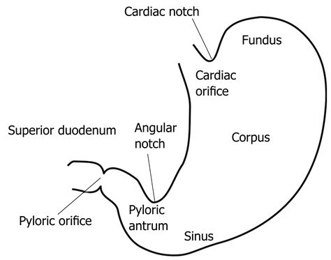 Cardiac Notch Of Stomach