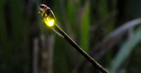Fireflies Natures Light Show