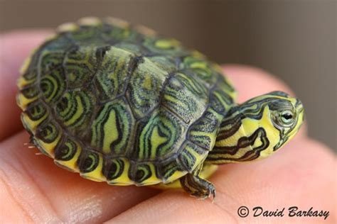 Yellow Belly Slider Turtle Lovely Finds Pinterest Yellow Bellied
