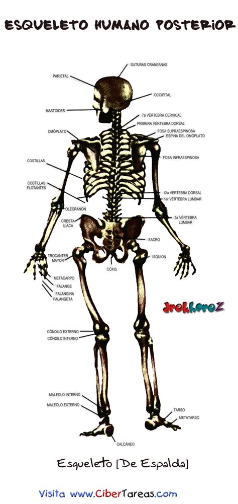 Esqueleto Humano Posterior Cibertareas