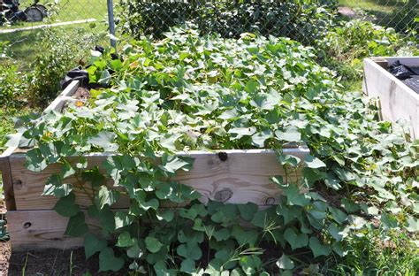 How To Grow Potatoes In A Raised Garden Bed