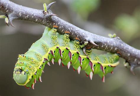 Marbled Emperor Caterpillar From Namibia Whats That Bug