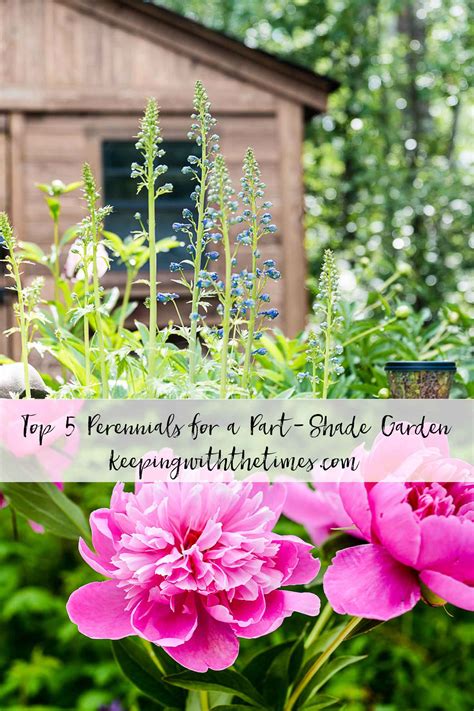 Moist, adequate soil moisture retention all year. My Top 5 Perennials For Partial Shade Gardening - Keeping ...