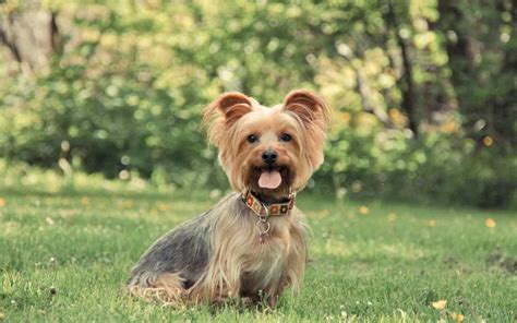 Australian Silky Terrier Dog Breeds Facts Advice And Pictures