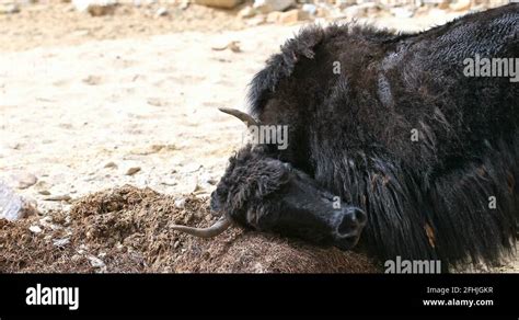 Black Yak Funny Stock Videos And Footage Hd And 4k Video Clips Alamy
