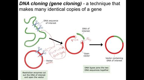 Dna Cloning And Cdna Libraries Youtube