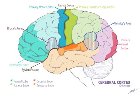 Cerebral Cortex Anatomy Anatomical Charts And Posters