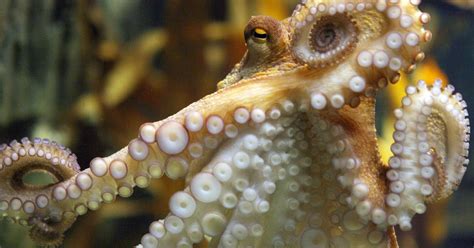 This Octopus Who Was Trained To Take Photos Might Make You Rethink Your