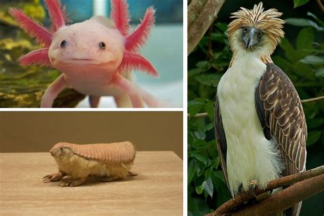Weird Animals Found On Earth