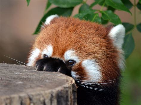 Red Panda Being Sneaky Cute Funny Animals Animals And Pets Cute Cats