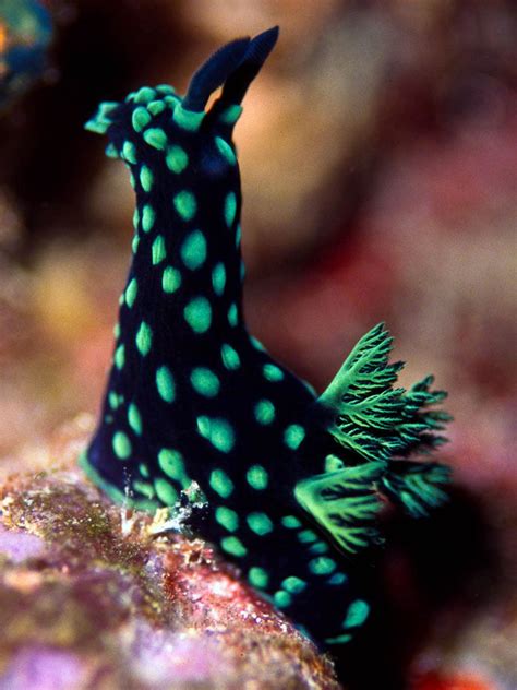 Nudibranch Beautiful Sea Creatures Sea Slug Ocean Creatures