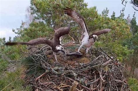 New Female Osprey Touches Down At Perthshire Reserve