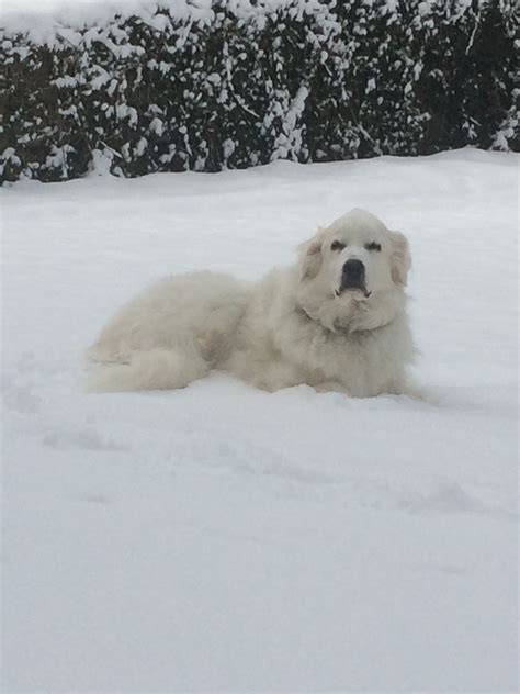 Chillin After The Recent Snowfall—great Pyrenees Style Great Pyrenees
