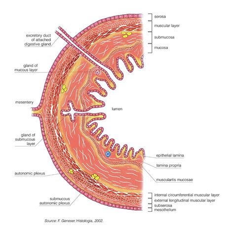 Structure Of Intestinal Tract Photograph By Asklepios