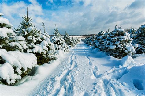 Christmas Tree Farm In The Snow Stock Photo Download