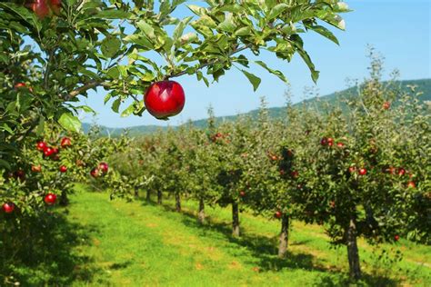 Best Apple Orchard Winners 2018 Usa Today 10best