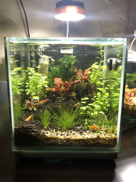 12 Gallon Shrimp Tank Love It Betta Fish Tank Shrimp Tank Fish Tank