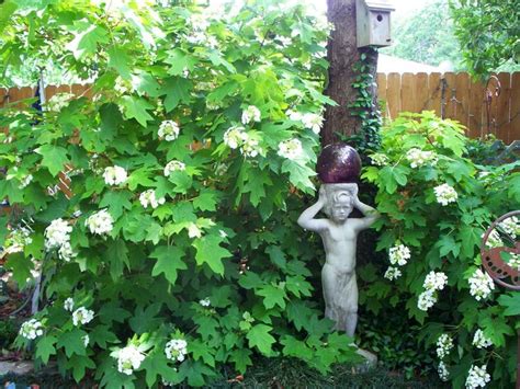 Maybe you would like to learn more about one of these? are limelight hydrangea deer resistant? - Hydrangea