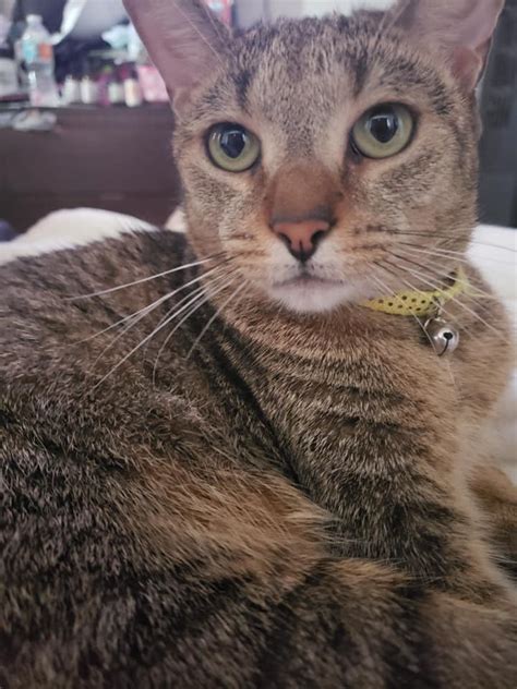 In the event that a shelter won't accept the cat, cat care. DEERFIELD BEACH CANCER PATIENT NEEDS HELP FINDING LOST CAT ...