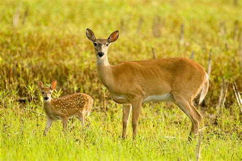 conservation department urges state wide vigilance to protect white tailed deer missouri