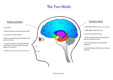 Holly Stone Hypnotherapy How The Brain Works