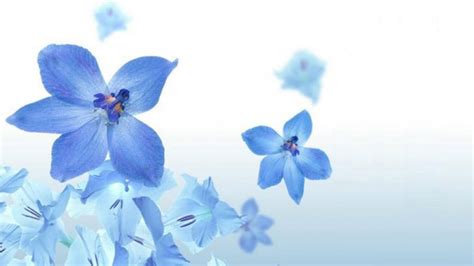Blue Flowers On A White Background Phone Wallpapers