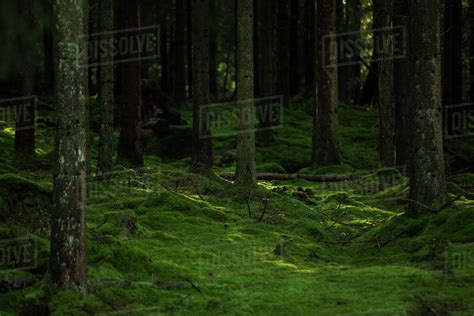 Mossy Forest In Harskogen Sweden Stock Photo Dissolve