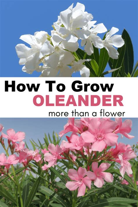 How To Grow Oleander Gardening Channel