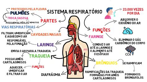 Mapas Mentais Biologia Sistema Respiratorio Respiratorio Fisiologia