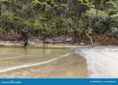 Trees At Cooks Beach At Purangi In New Zealand Stock Image Image Of